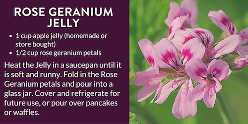 Rose Geranium Jelly Recipe