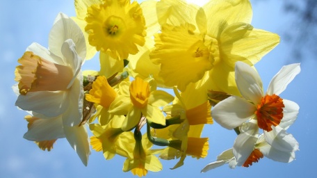 daffodil spring seasonal flowers
