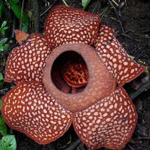 6 of the World's Least-Attractive Flowers 