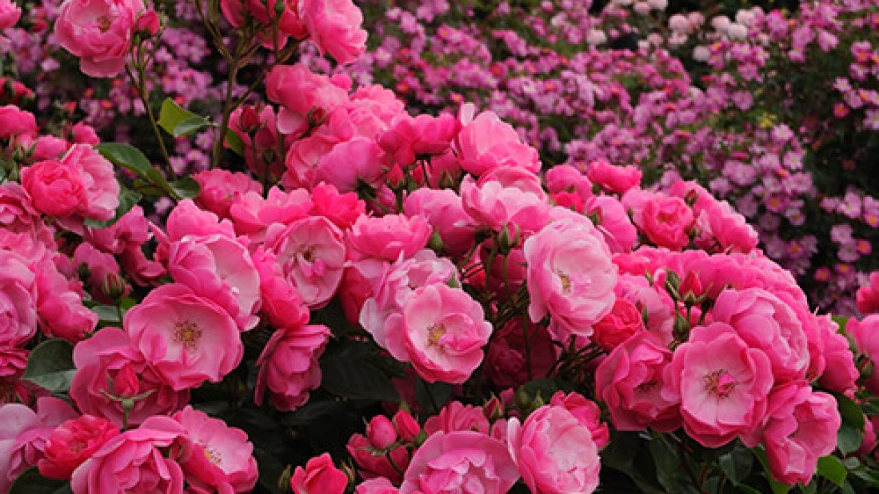 7 Of The Most Magical Rose Gardens