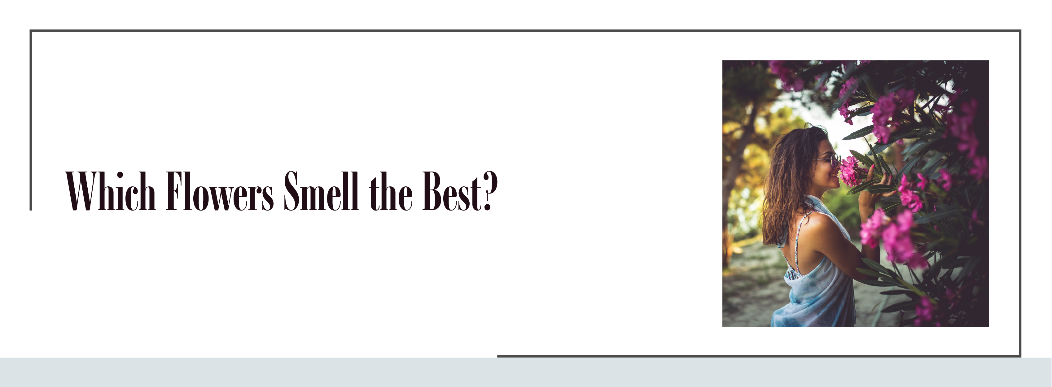 Best Smelling Flowers Perennials & Annuals Ode à la Rose