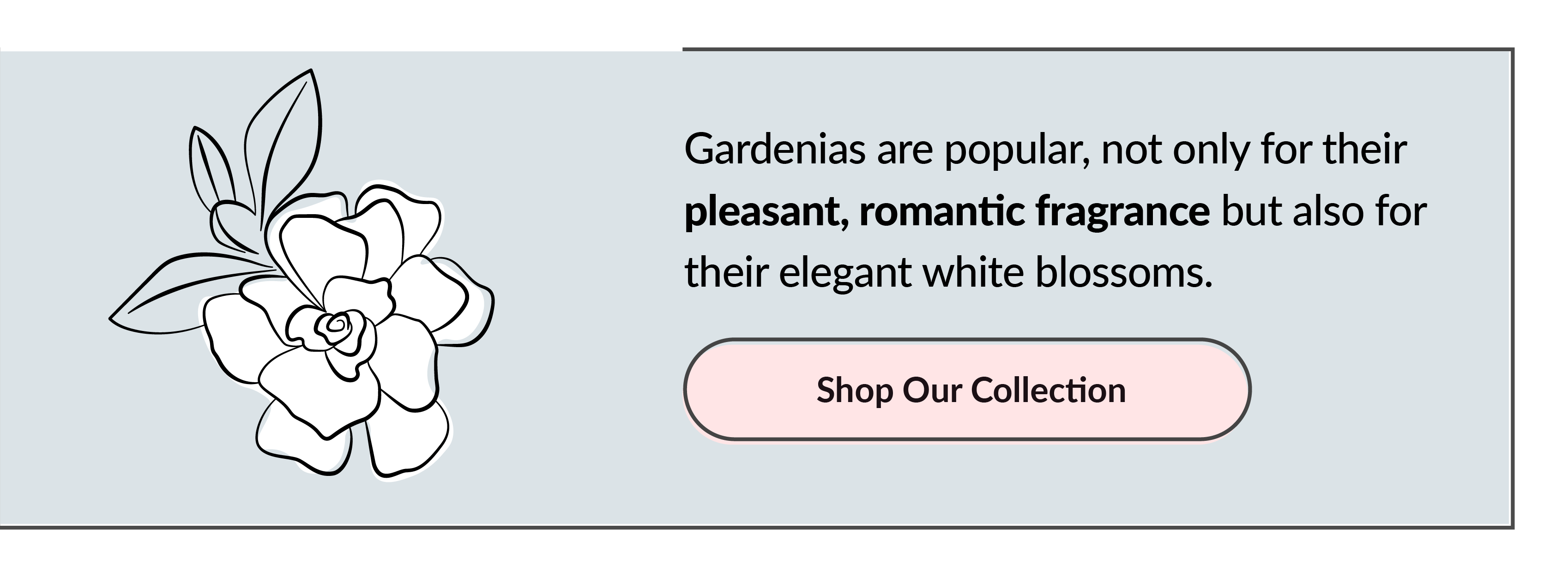 gardenia scent