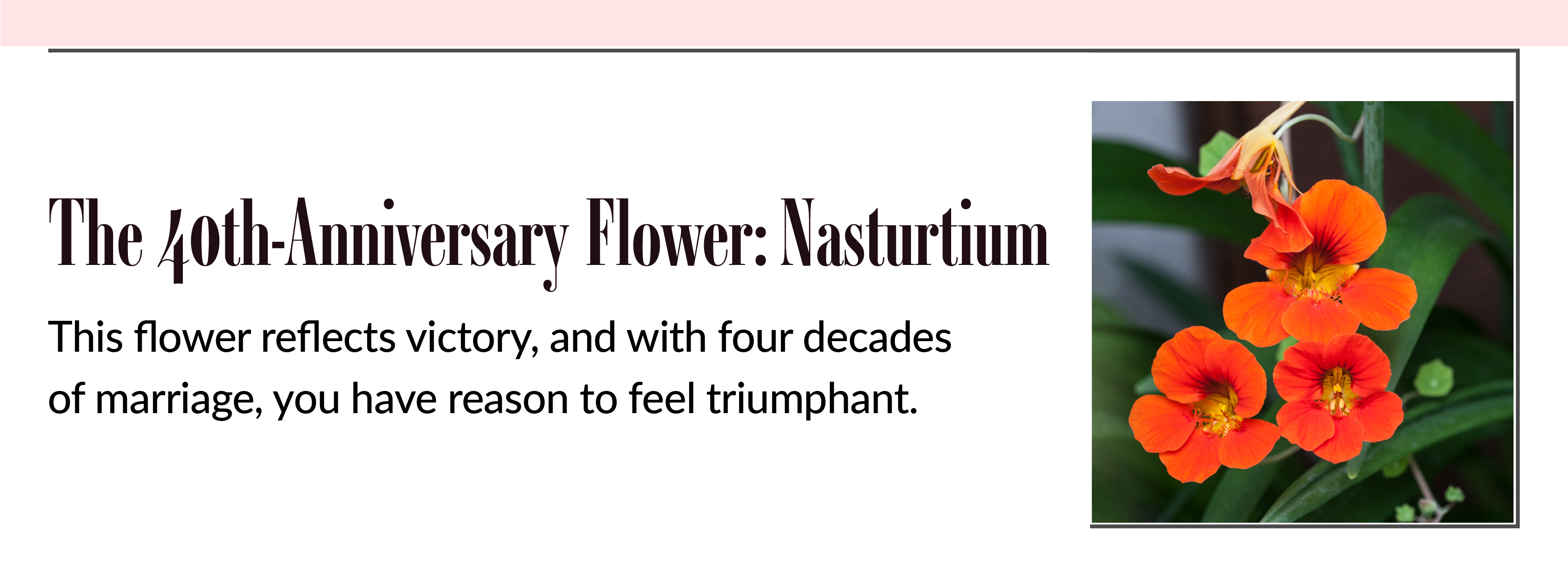 Nasturtium fortieth anniversary flowers