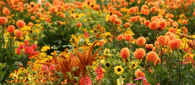 Flowers That Smell The Best Ode A La Rose