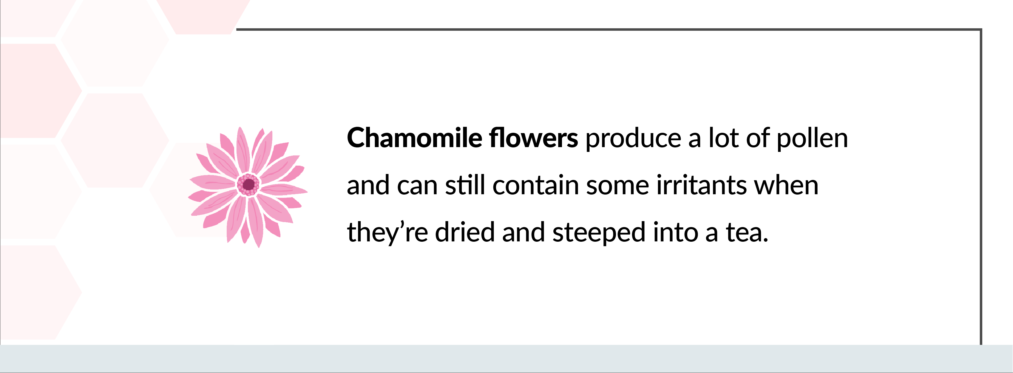 chamomile flowers