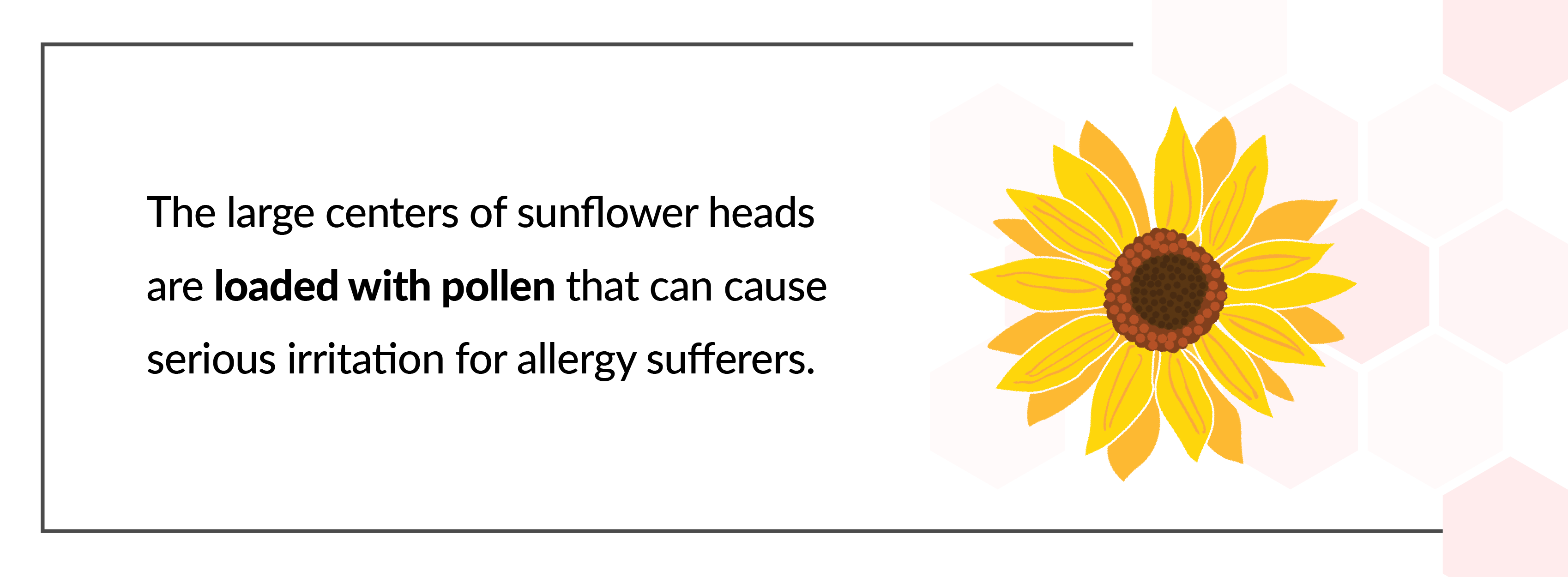 sunflower heads
