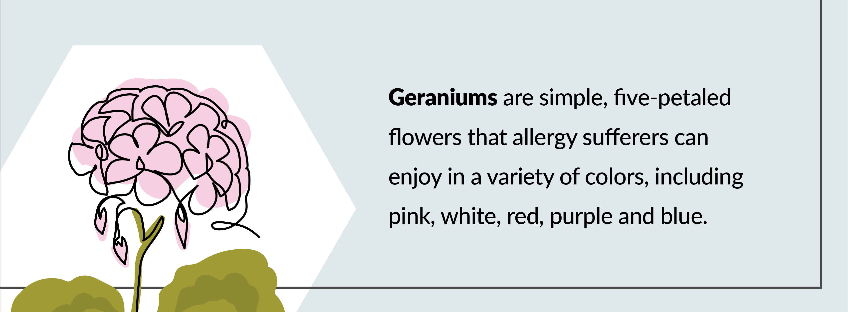 geraniums