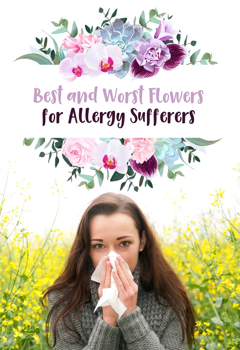 Best & Worst Flowers for People with Allergies | Updated