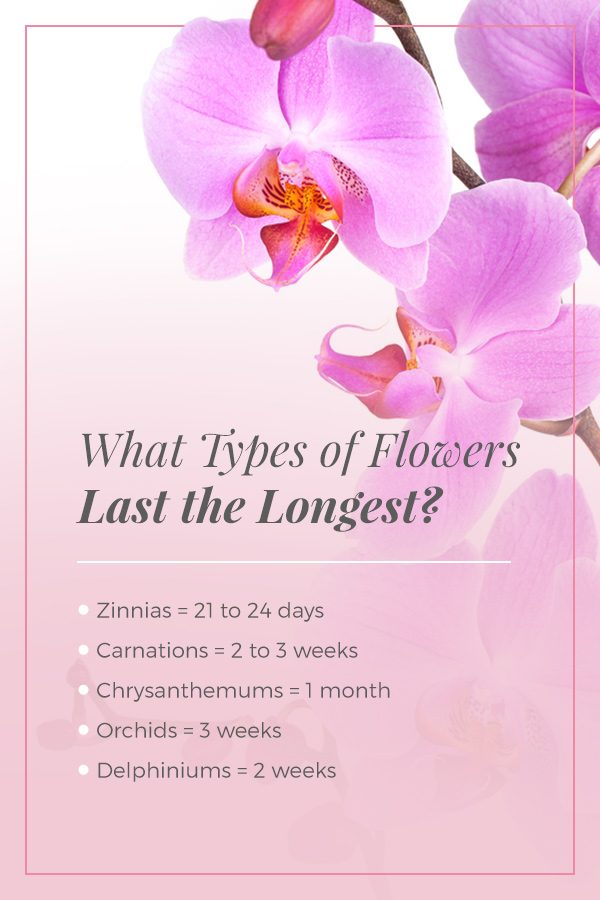 what flowers last longest