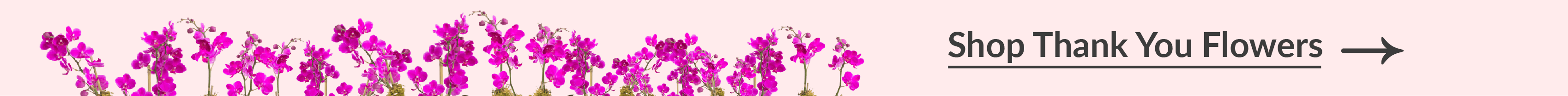 shop thank you flowers