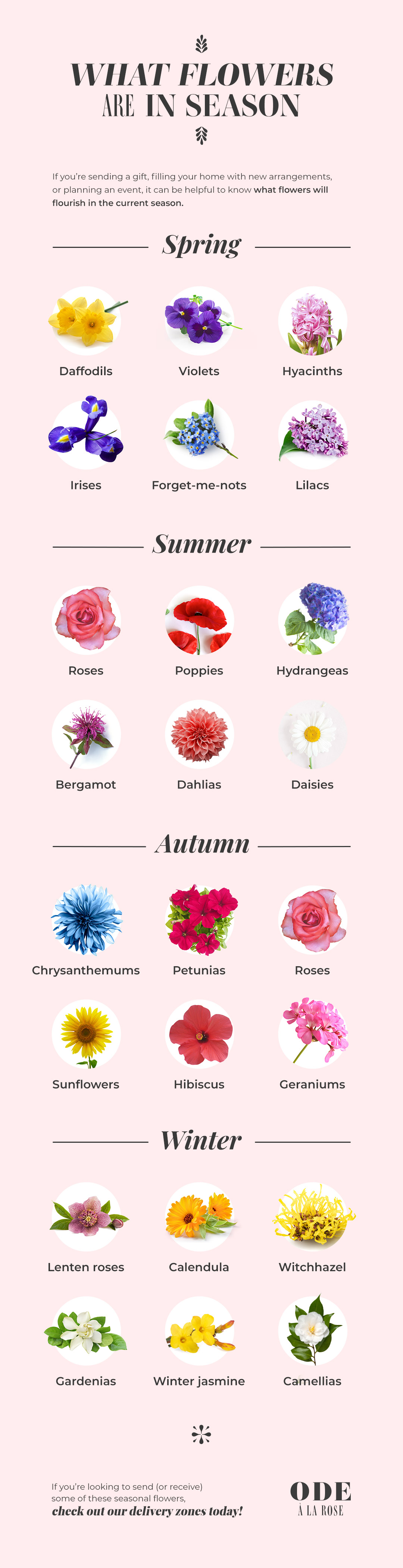 What Flowers Are In Season A Seasonal Flower Guide slug-resistant-bedding-plants-the-garden-of-eaden