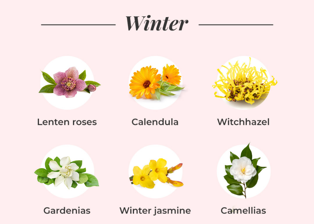 types of flowers