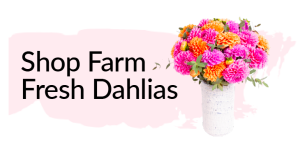 shop farm fresh dahlias