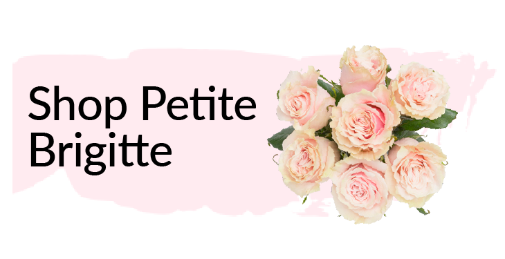 Shop Petite brigitte