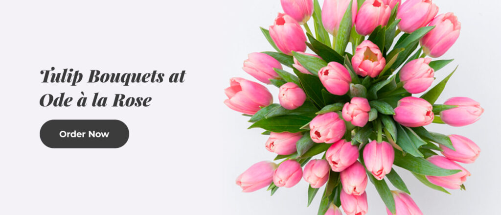 shop tulips