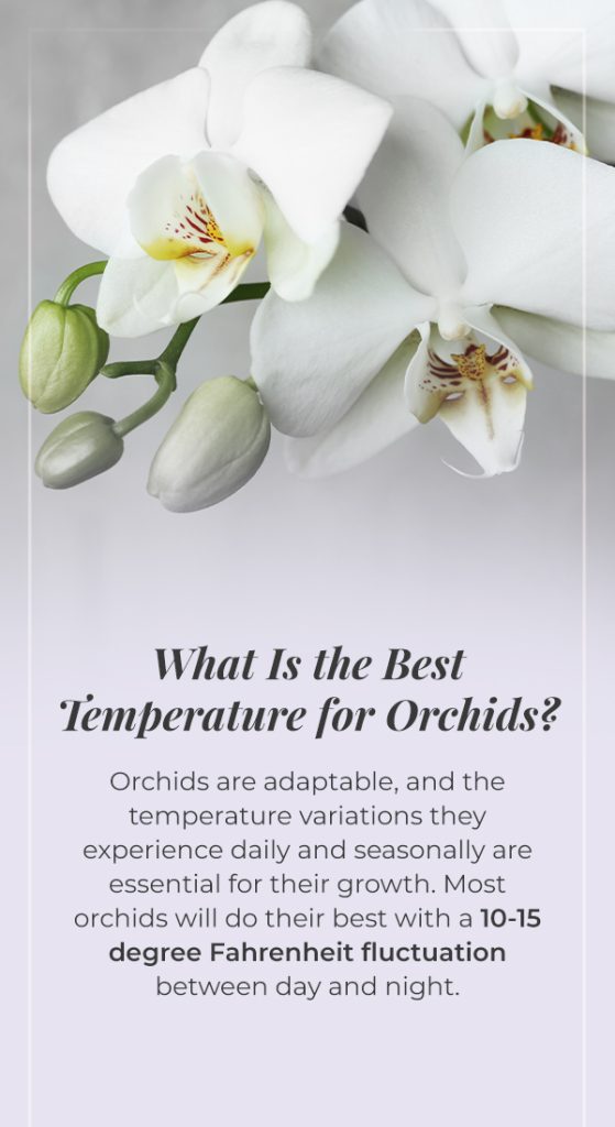 temperature for orchids