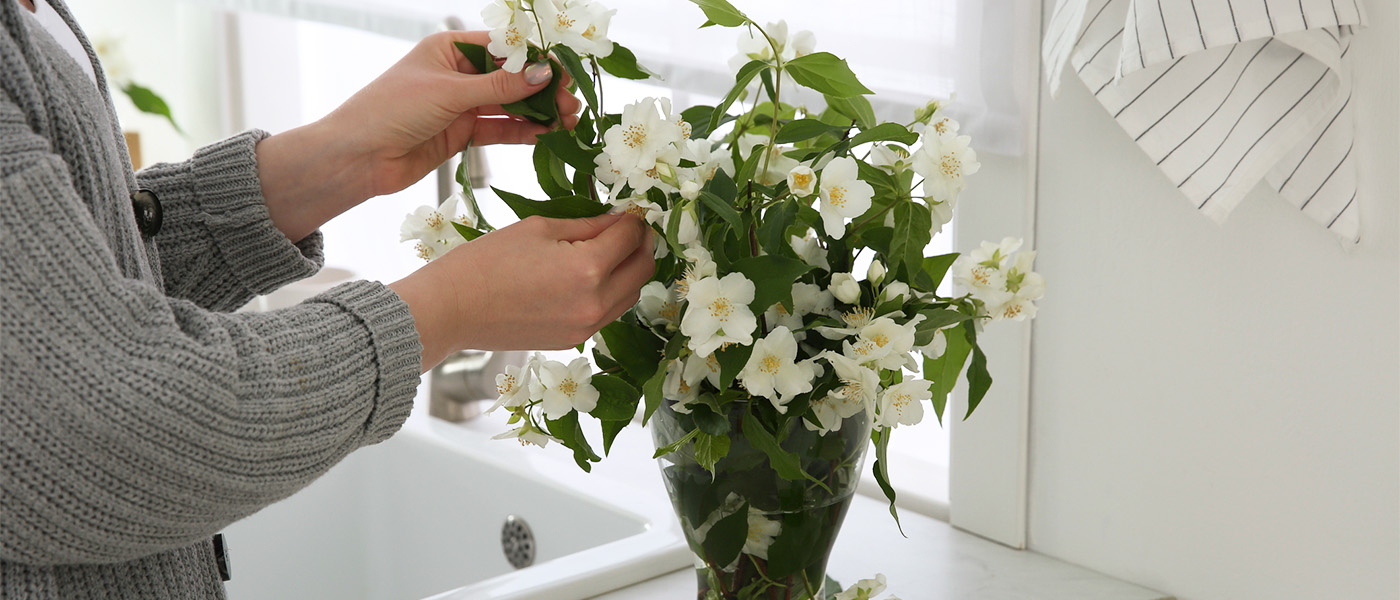12 Types of Jasmine Flowers That You Must Know