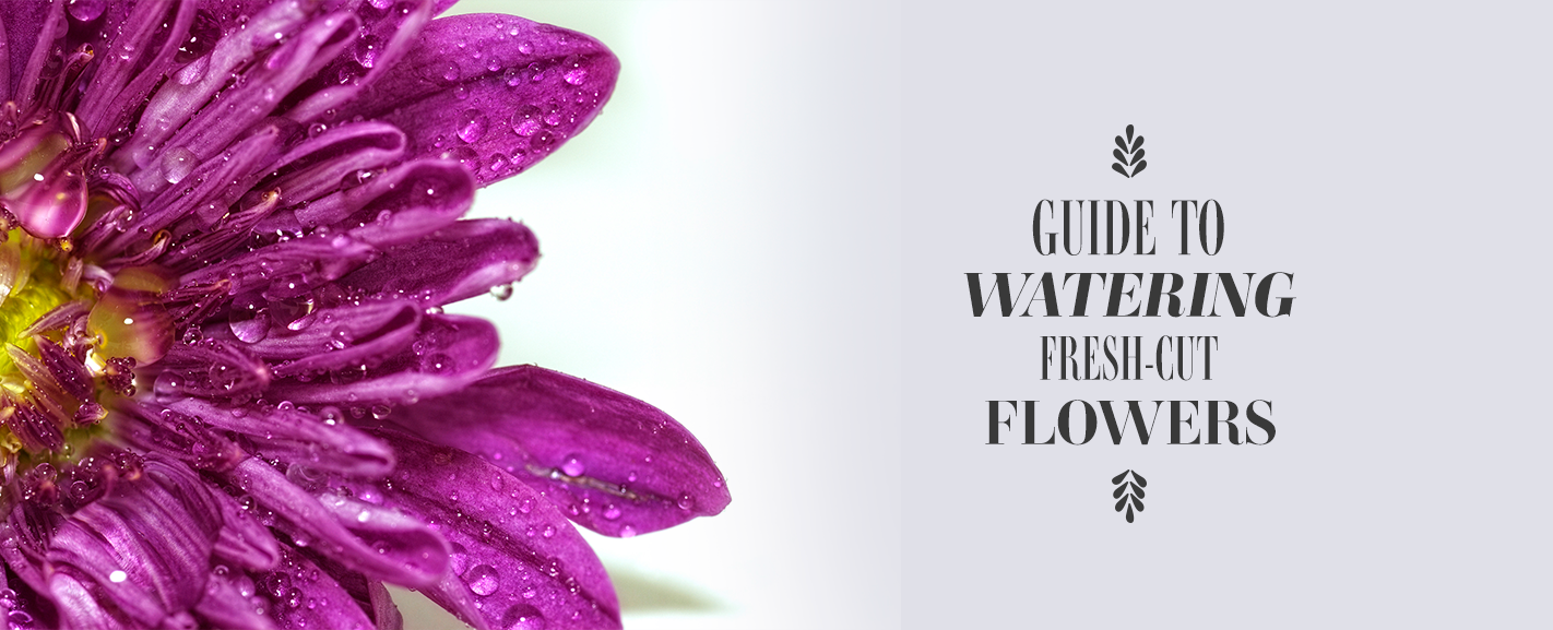 how to water fresh cut flowers