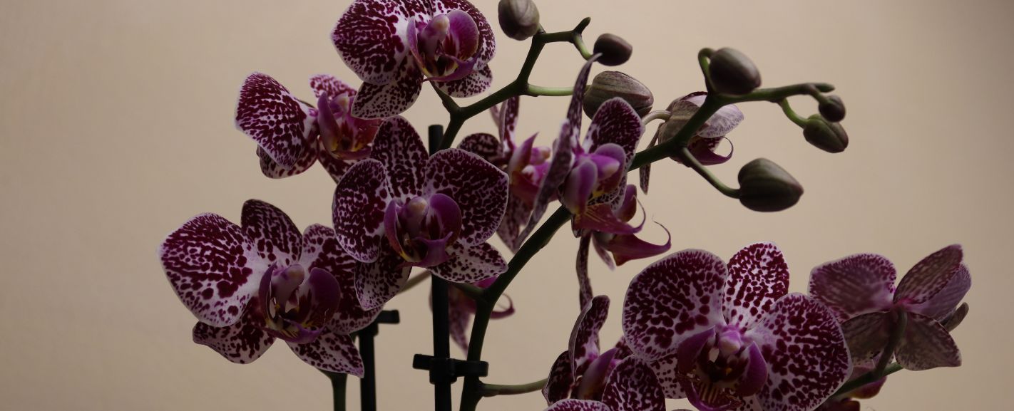 The Best Flowers For a Man That You Can Give