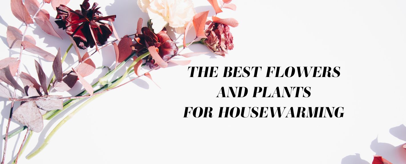 The 10 Best Flowers for Housewarming Ode à la Rose