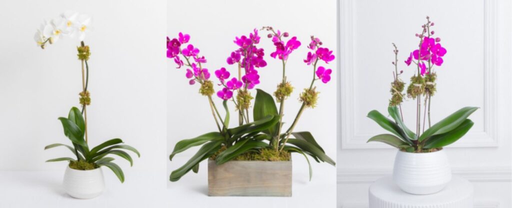 Best Flowers for Teacher’s Day