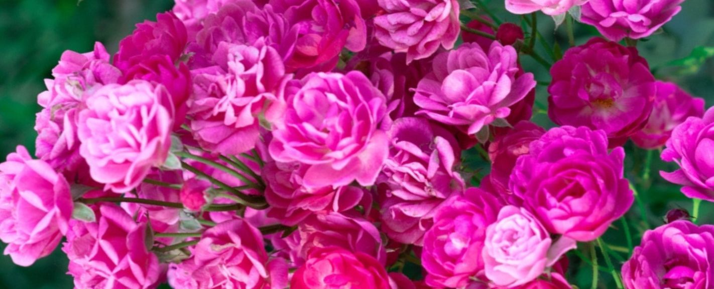 Flowers in Season in January A Complete Guide