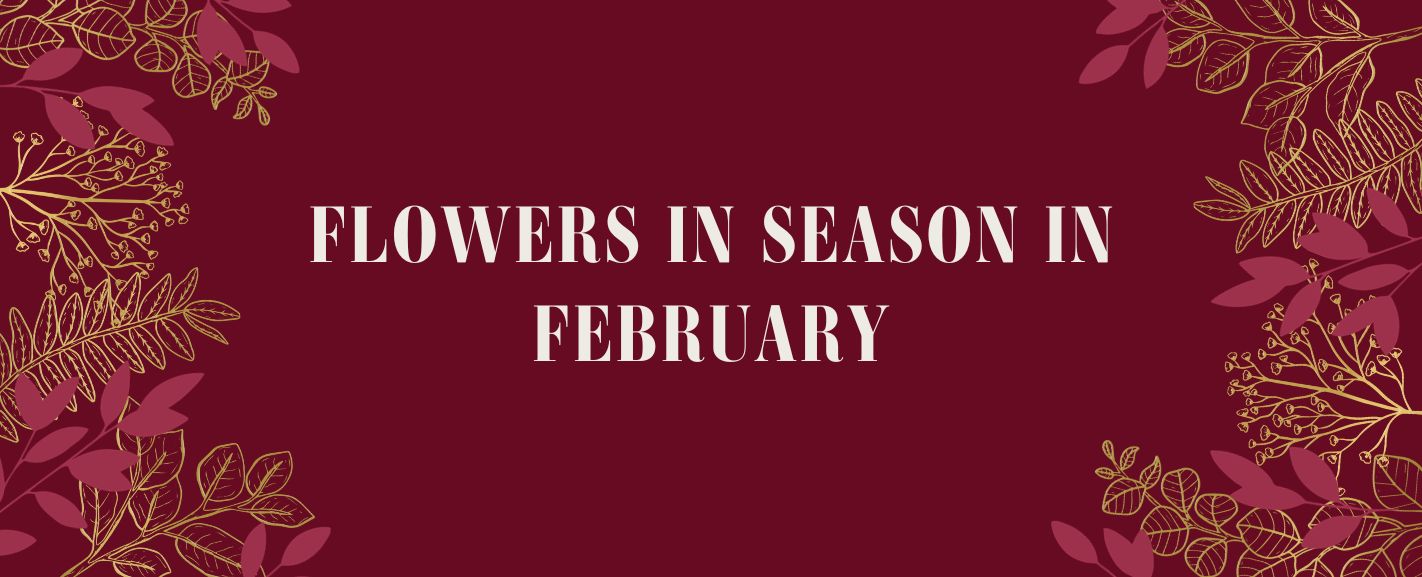 Flowers in Season in February A Comprehensive Guide