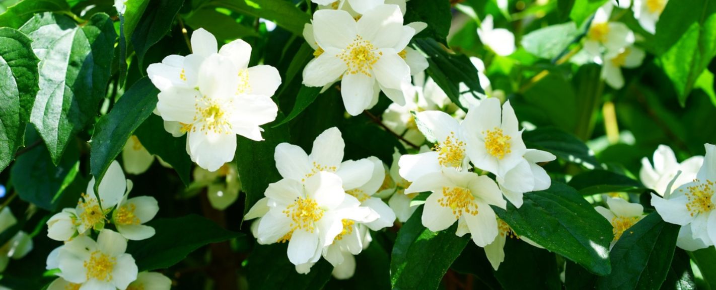 Flowers in Season in January A Complete Guide