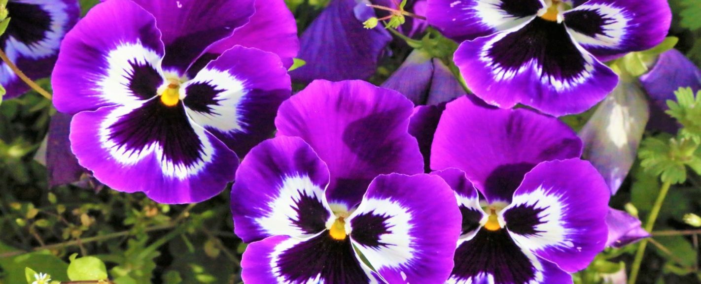 Flowers in Season in January A Complete Guide