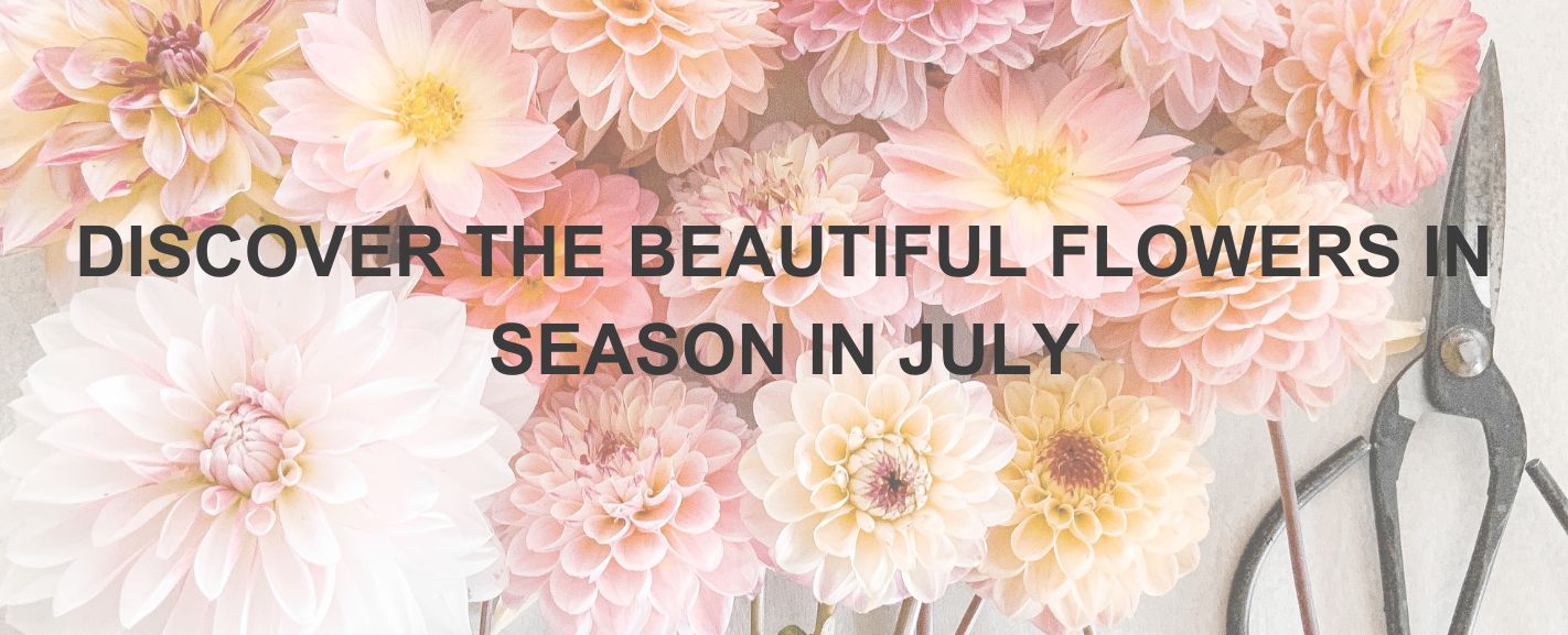 Flowers in Season in July: Blooms at Their Best