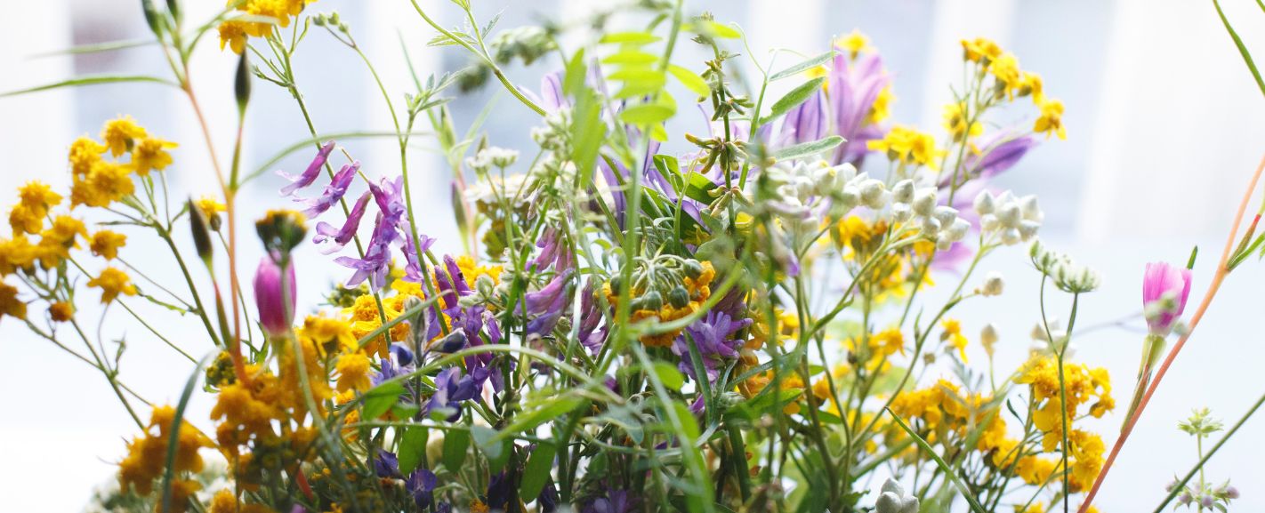 Flowers in Season in July Blooms at Their Best