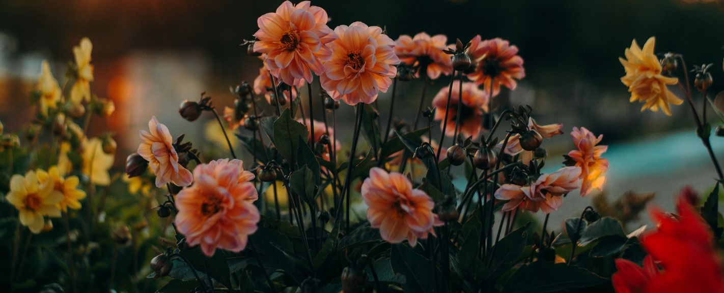 Flowers in Season in July Blooms at Their Best