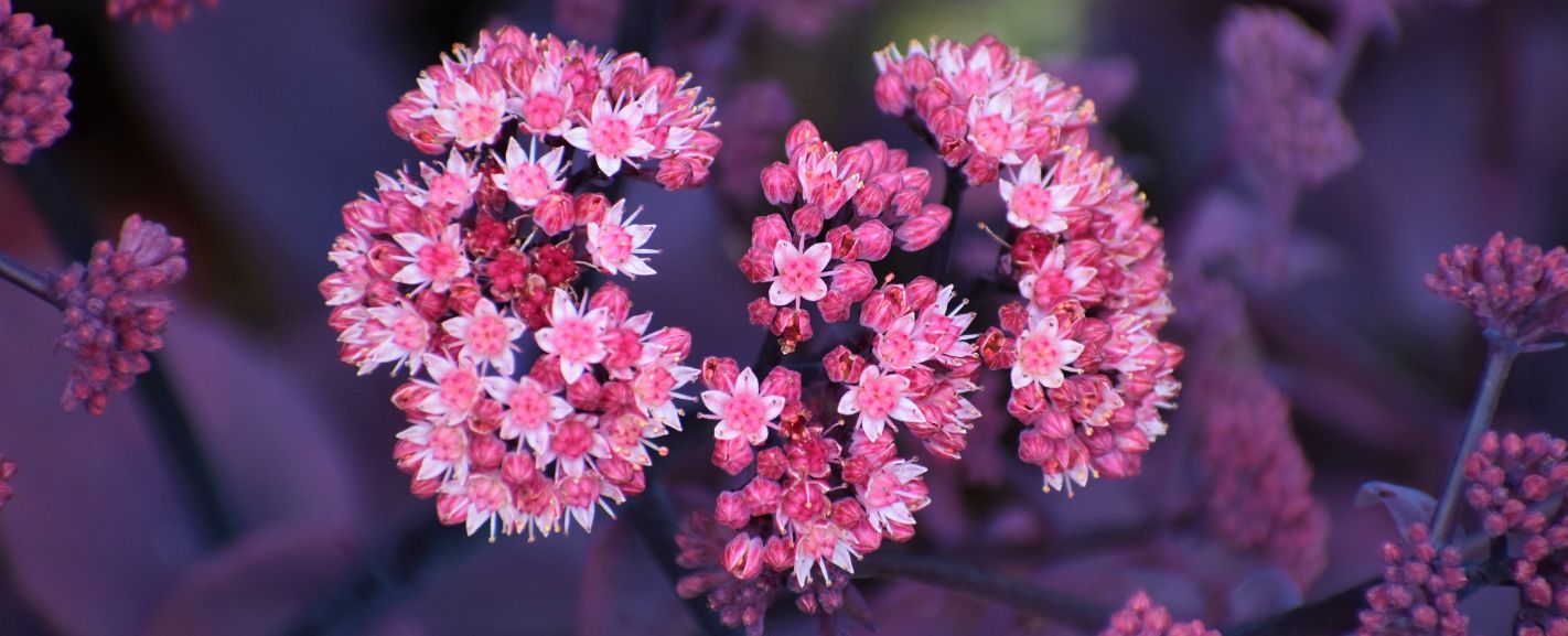 Flowers in Season in August Complete Guide