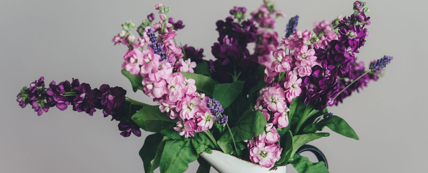 Top Flowers in Season in April A Blooming Guide