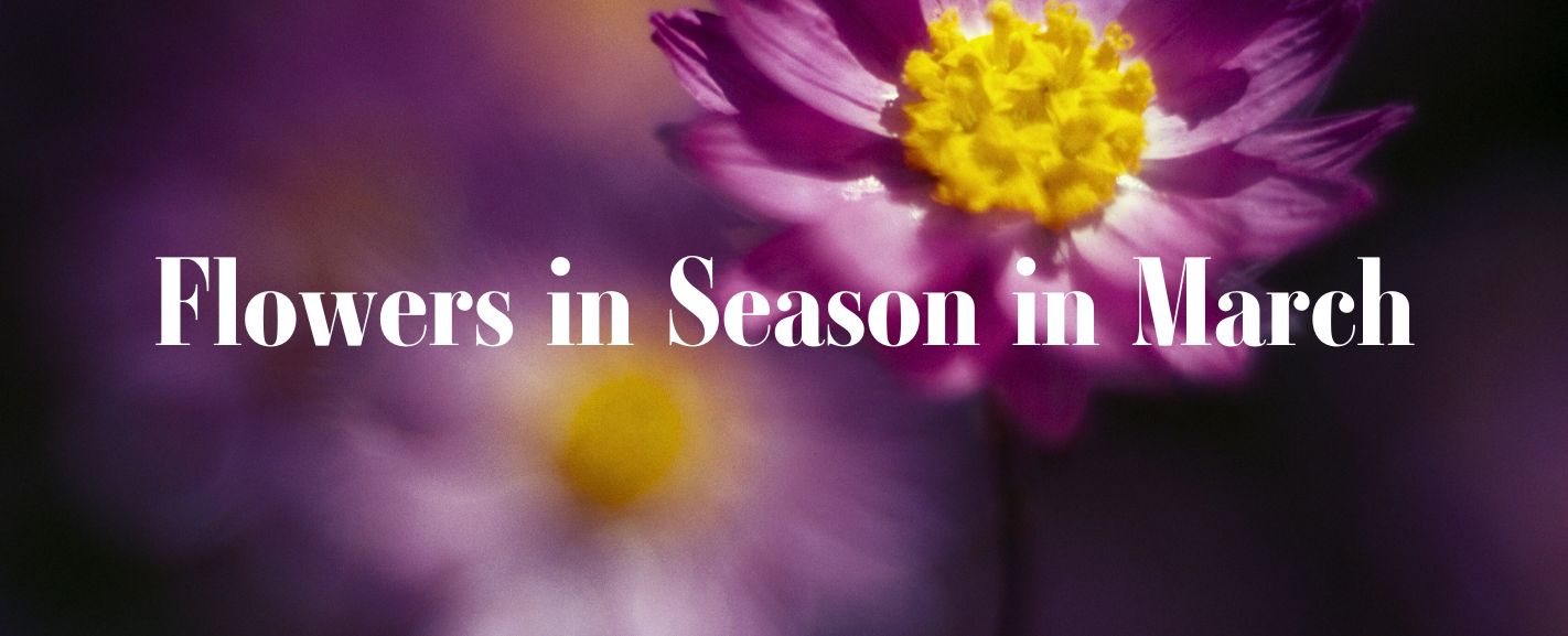 March Flowers in Season A Complete Guide