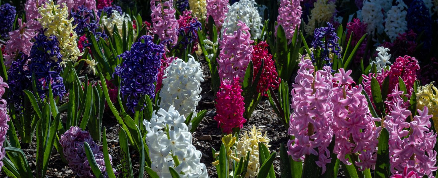 March Flowers in Season A Complete Guide