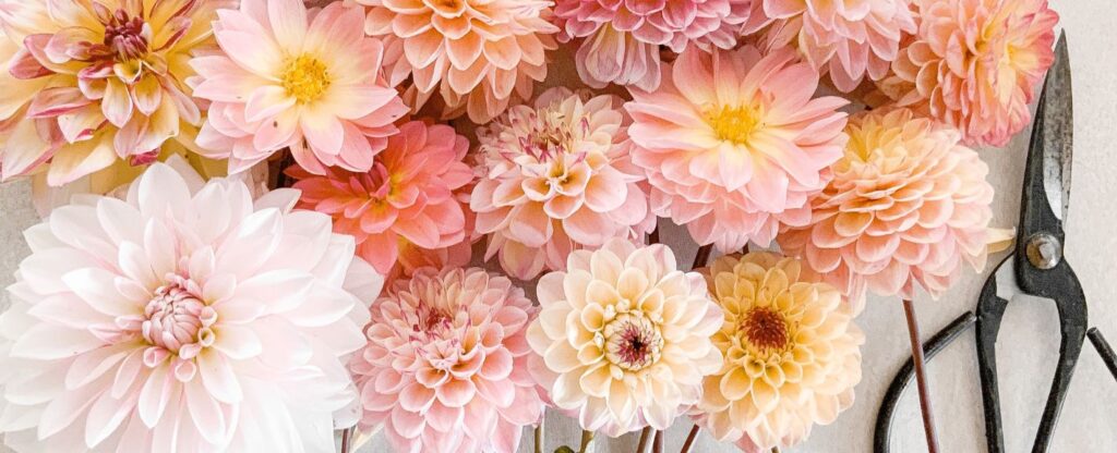Flowers in Season in June: Ultimate Guide to Summer Blooms