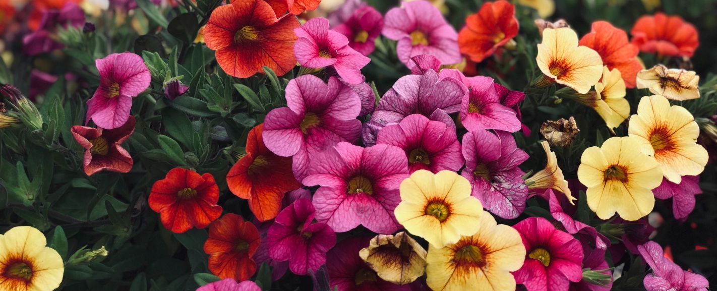 Comprehensive List of Flowers in Season in May