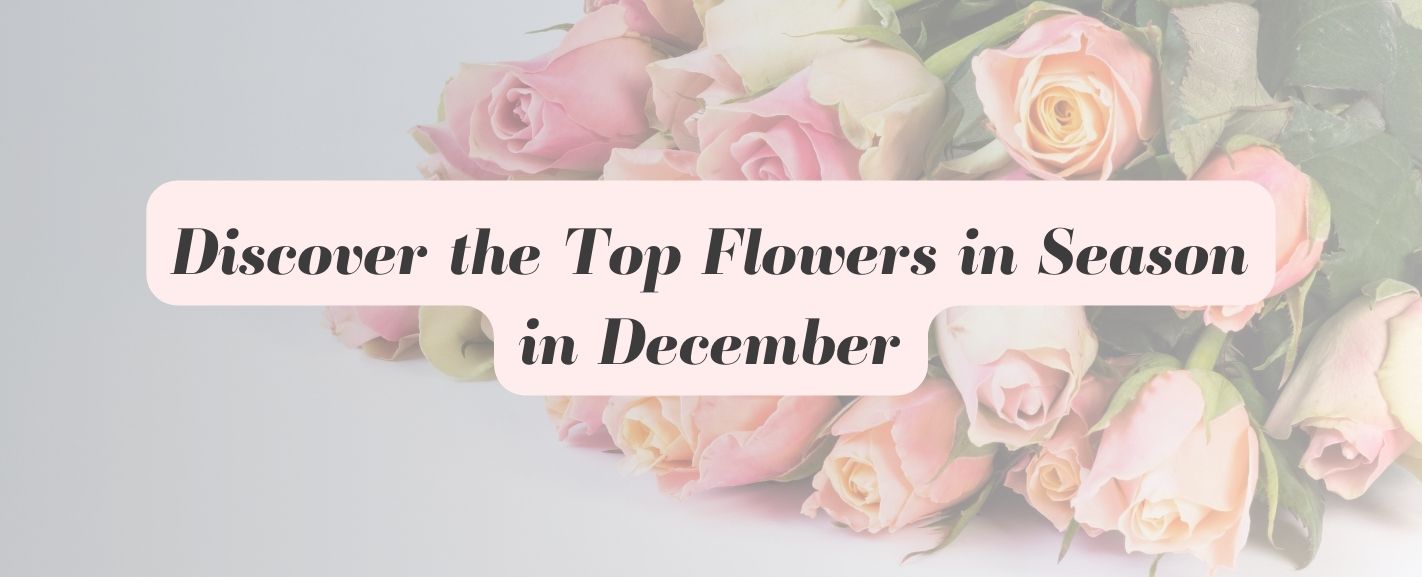 Top Flowers in Season in December Discover The Winter Blooms