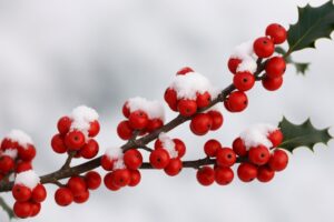 december birth flowers