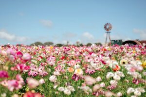 which flowers smell the best