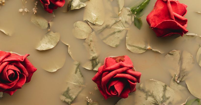 Decoding Rose Colors and Their Meanings