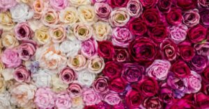 Roses Meaning