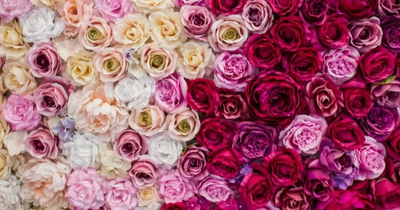 Roses Meaning