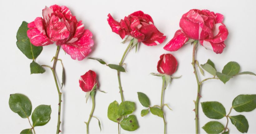 The Duality of Roses: Beauty & Thorns