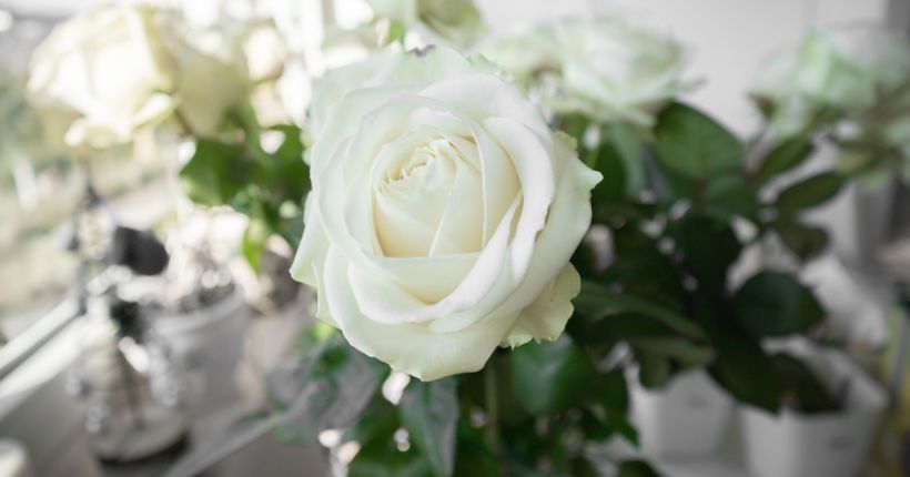 The History & Cultural Significance of White Roses