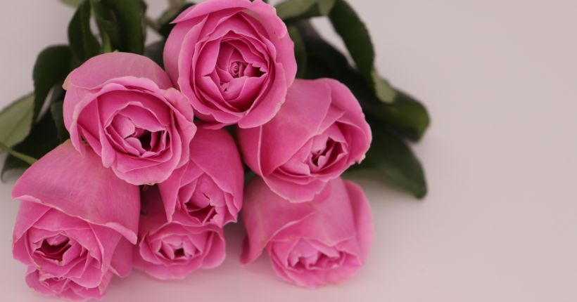 The Symbolism of Pink Roses