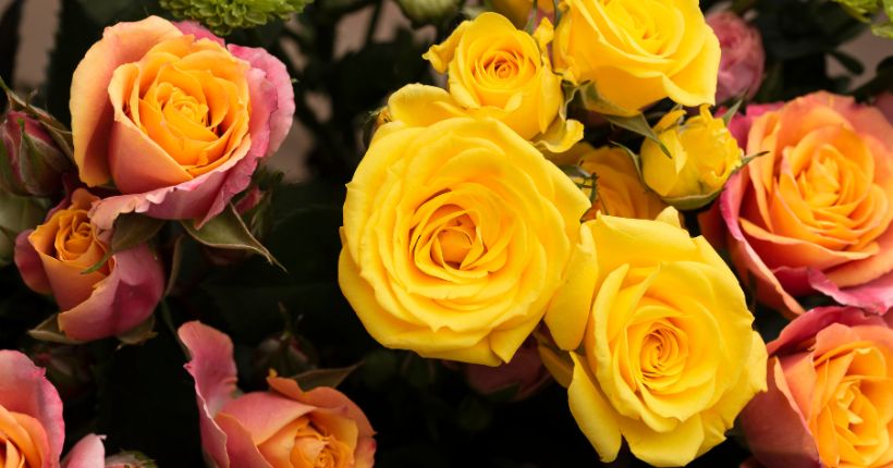 The Symbolism of Yellow Roses