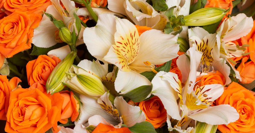 What Do Orange Roses Symbolize