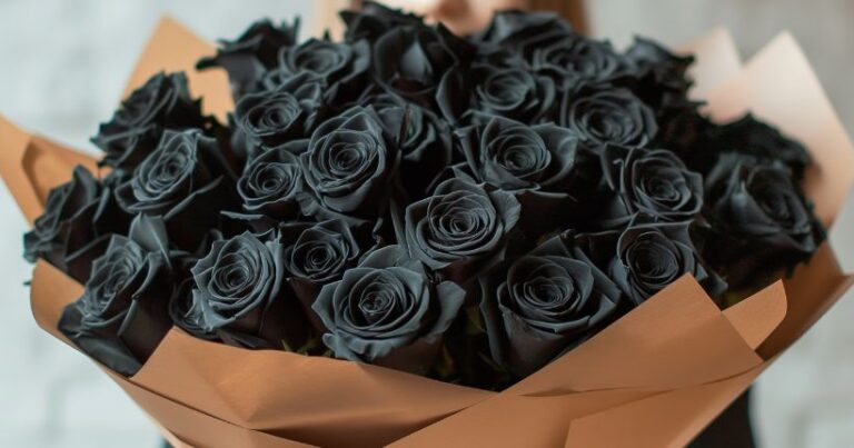 Black Roses Meaning: Symbolism, Cultural Significance, and Occasions